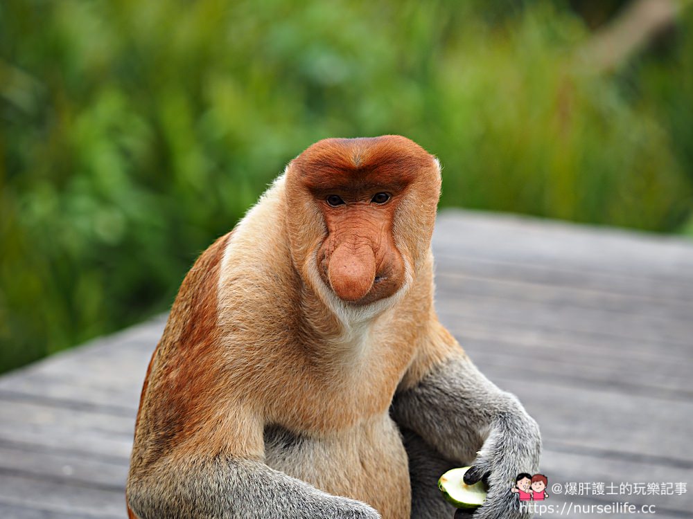 馬來西亞、沙巴｜山打根拉卜灣長鼻猴保育區 Labuk Bay Proboscis Monkey Sanctuary - nurseilife.cc