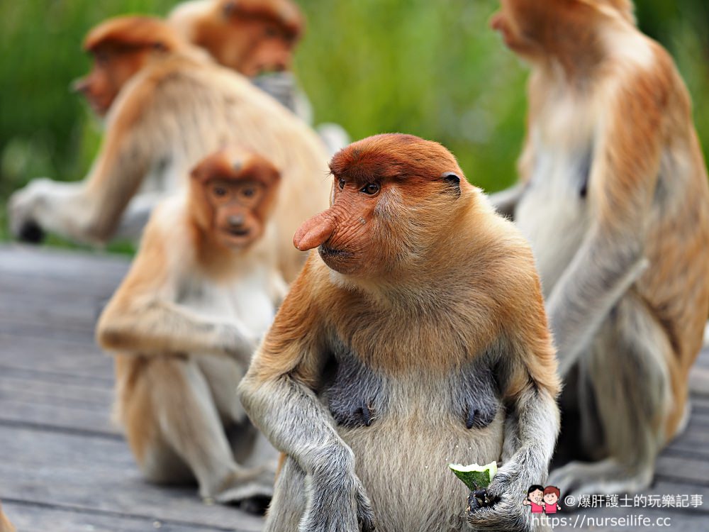 馬來西亞、沙巴｜山打根拉卜灣長鼻猴保育區 Labuk Bay Proboscis Monkey Sanctuary - nurseilife.cc