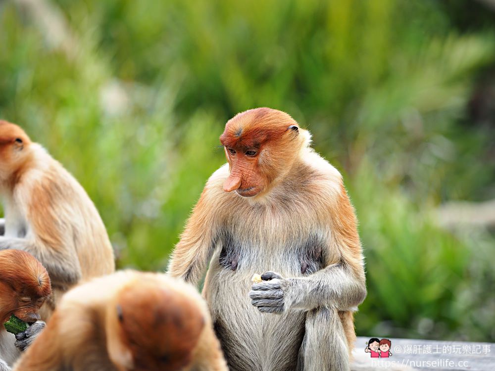 馬來西亞、沙巴｜山打根拉卜灣長鼻猴保育區 Labuk Bay Proboscis Monkey Sanctuary - nurseilife.cc