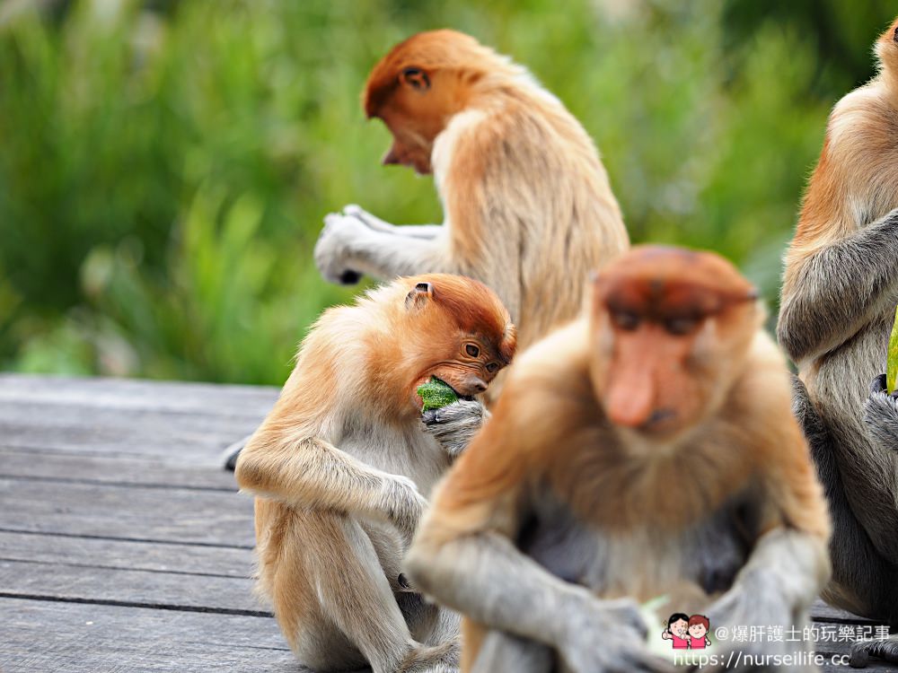 馬來西亞、沙巴｜山打根拉卜灣長鼻猴保育區 Labuk Bay Proboscis Monkey Sanctuary - nurseilife.cc