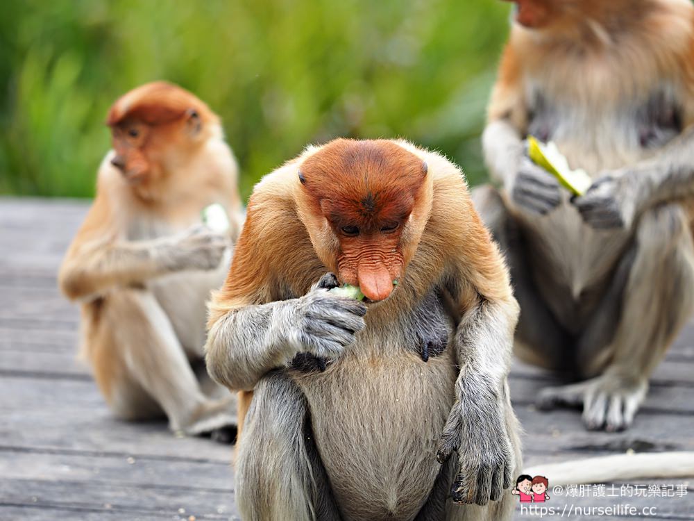 馬來西亞、沙巴｜山打根拉卜灣長鼻猴保育區 Labuk Bay Proboscis Monkey Sanctuary - nurseilife.cc