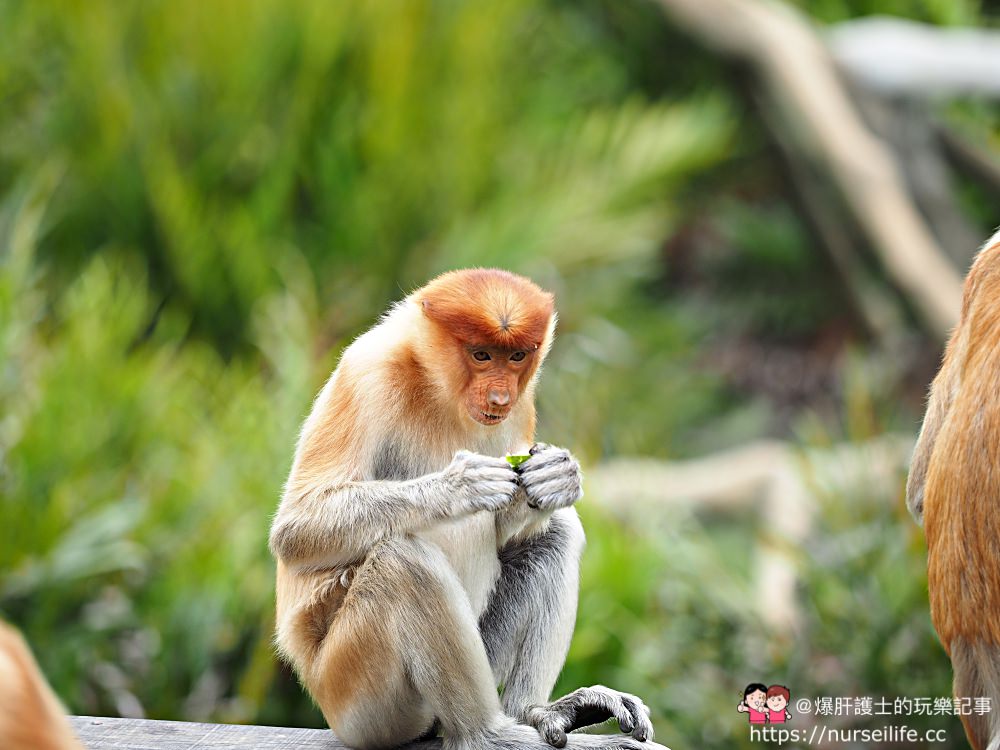 馬來西亞、沙巴｜山打根拉卜灣長鼻猴保育區 Labuk Bay Proboscis Monkey Sanctuary - nurseilife.cc