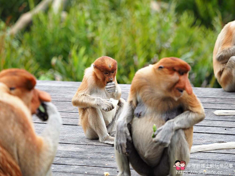 馬來西亞、沙巴｜山打根拉卜灣長鼻猴保育區 Labuk Bay Proboscis Monkey Sanctuary - nurseilife.cc