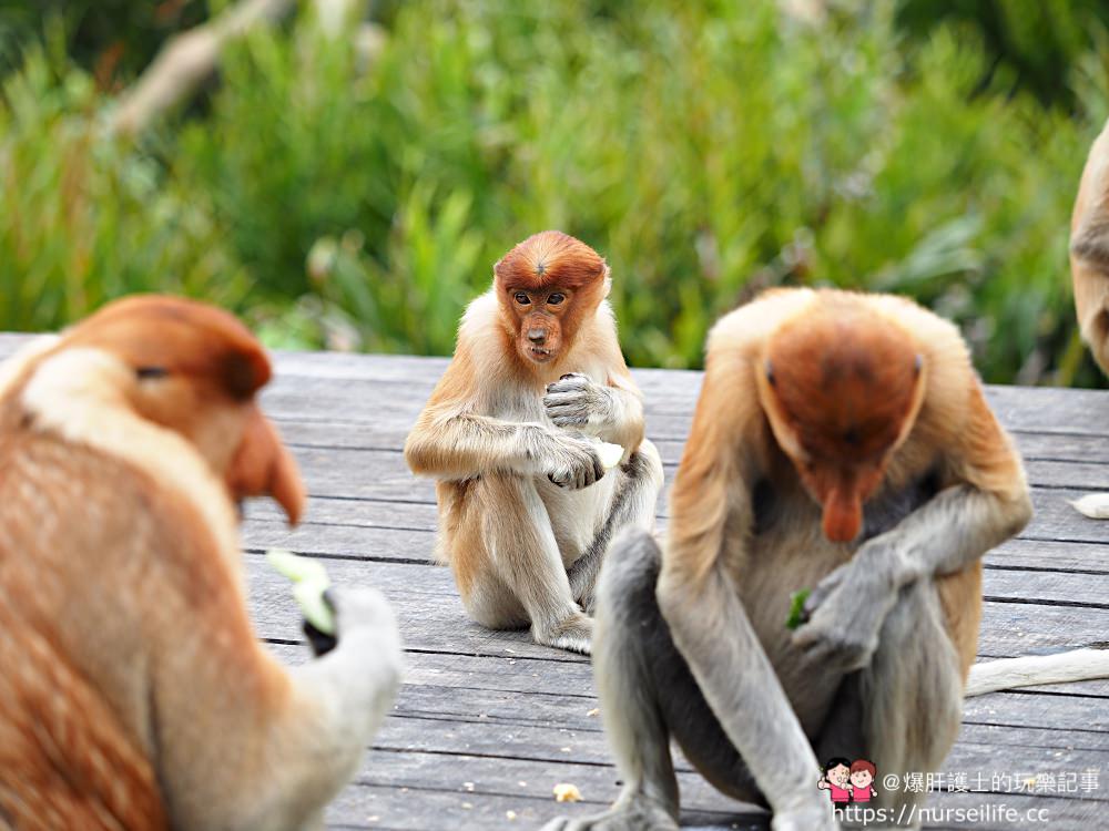 馬來西亞、沙巴｜山打根拉卜灣長鼻猴保育區 Labuk Bay Proboscis Monkey Sanctuary - nurseilife.cc