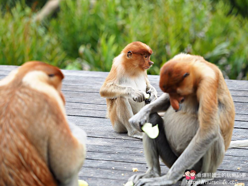 馬來西亞、沙巴｜山打根拉卜灣長鼻猴保育區 Labuk Bay Proboscis Monkey Sanctuary - nurseilife.cc