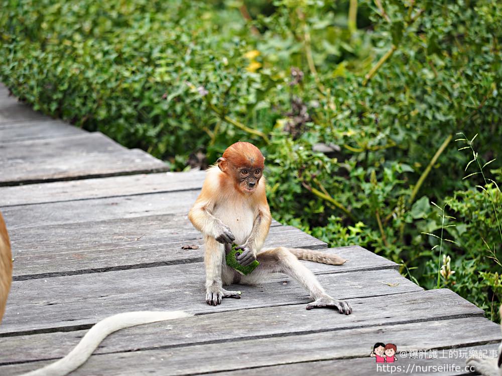 馬來西亞、沙巴｜山打根拉卜灣長鼻猴保育區 Labuk Bay Proboscis Monkey Sanctuary - nurseilife.cc