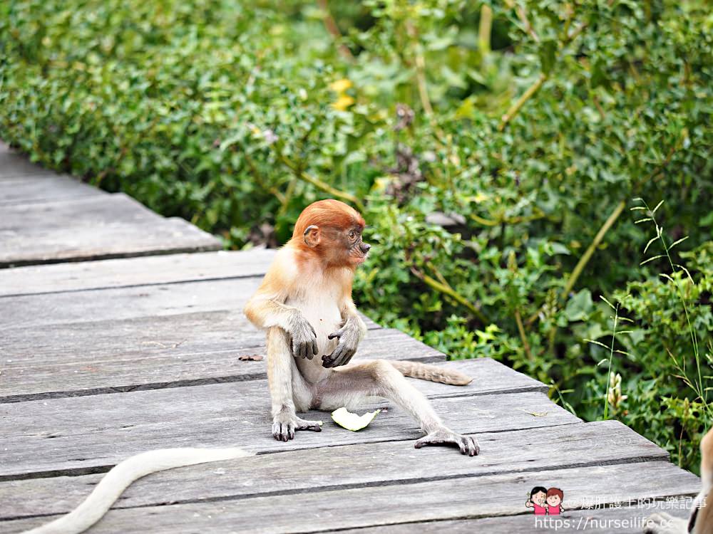 馬來西亞、沙巴｜山打根拉卜灣長鼻猴保育區 Labuk Bay Proboscis Monkey Sanctuary - nurseilife.cc