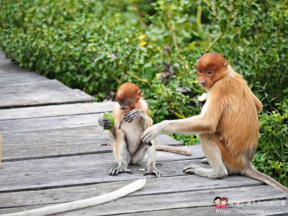 馬來西亞、沙巴｜山打根拉卜灣長鼻猴保育區 Labuk Bay Proboscis Monkey Sanctuary - nurseilife.cc