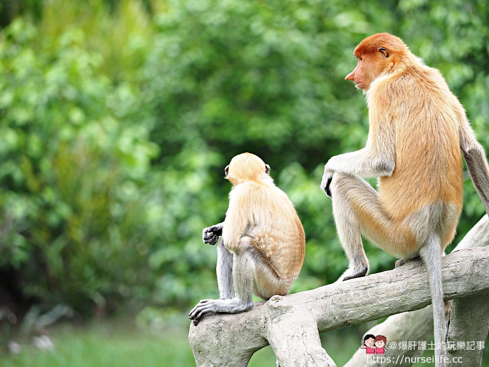 馬來西亞、沙巴｜山打根拉卜灣長鼻猴保育區 Labuk Bay Proboscis Monkey Sanctuary - nurseilife.cc