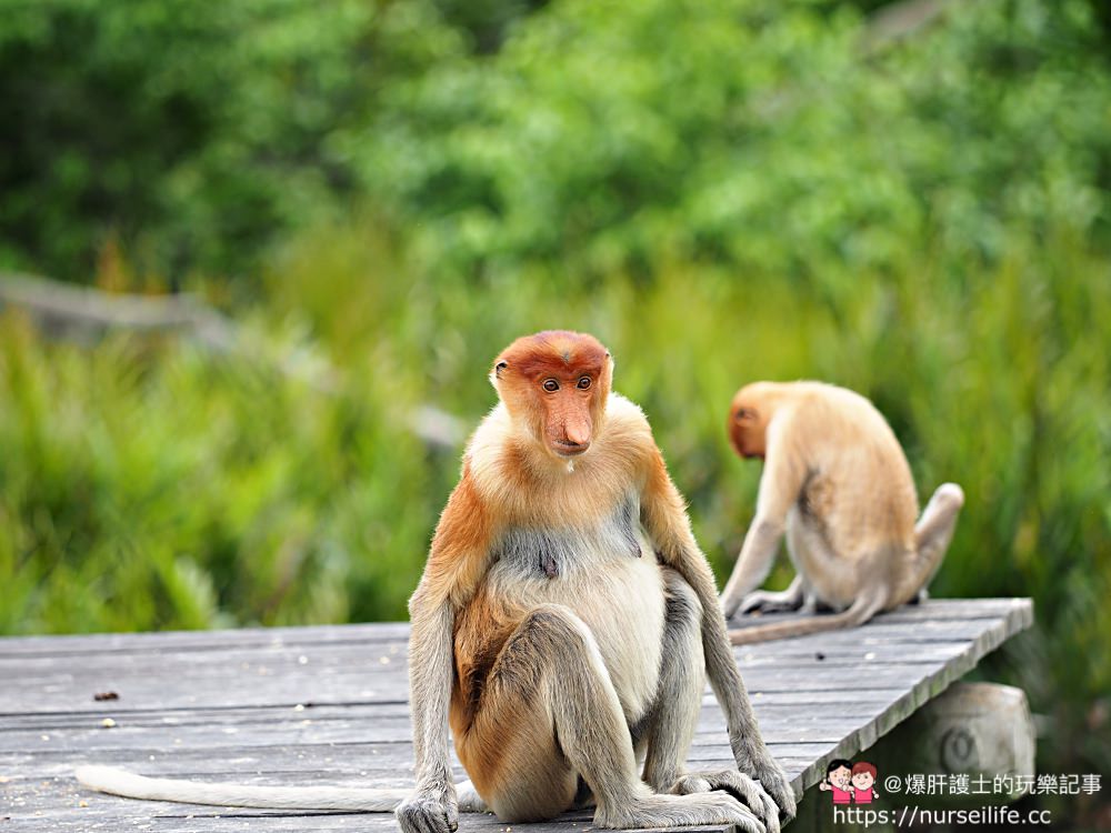 馬來西亞、沙巴｜山打根拉卜灣長鼻猴保育區 Labuk Bay Proboscis Monkey Sanctuary - nurseilife.cc