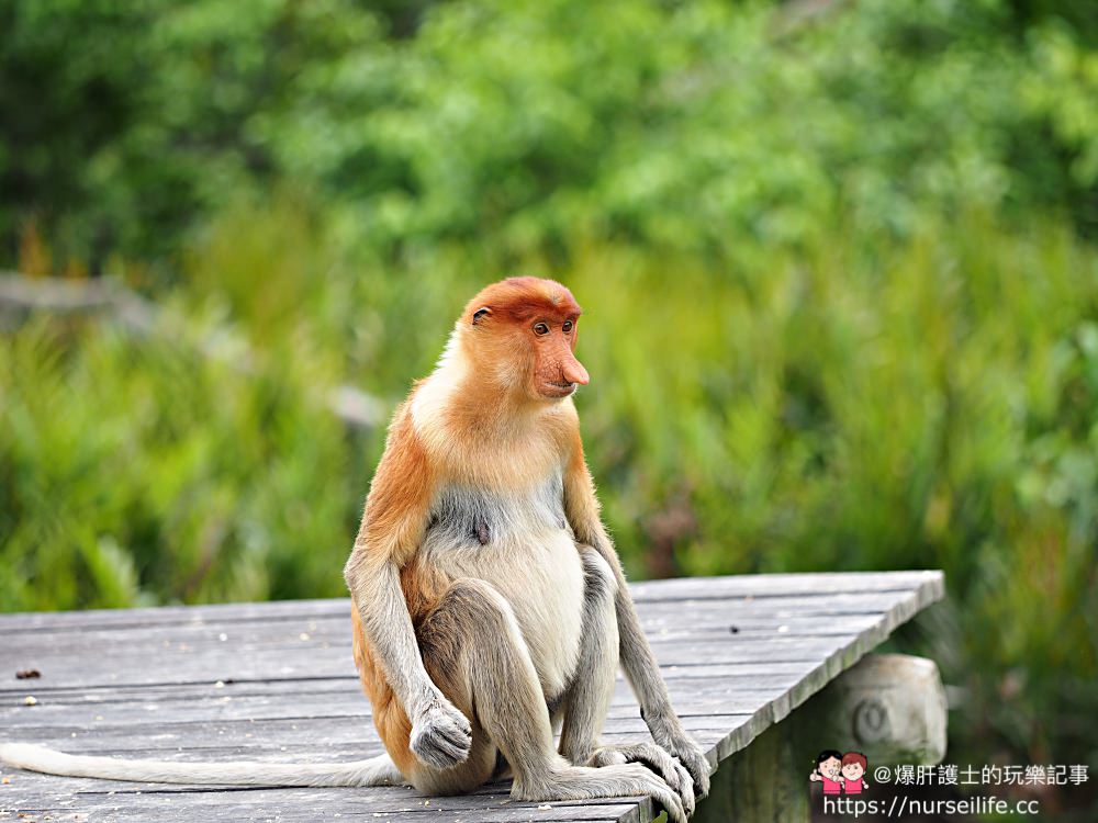 馬來西亞、沙巴｜山打根拉卜灣長鼻猴保育區 Labuk Bay Proboscis Monkey Sanctuary - nurseilife.cc