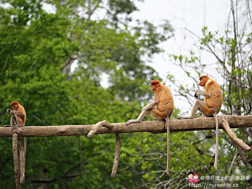 馬來西亞、沙巴｜山打根拉卜灣長鼻猴保育區 Labuk Bay Proboscis Monkey Sanctuary - nurseilife.cc