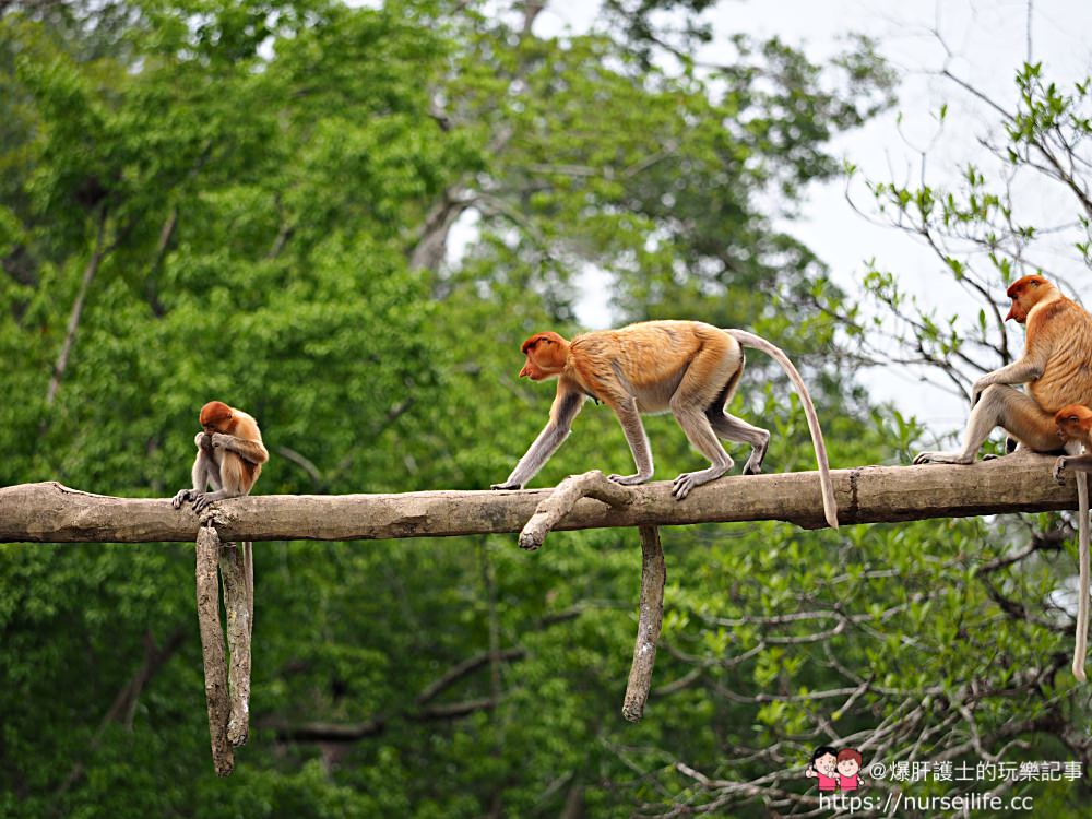 馬來西亞、沙巴｜山打根拉卜灣長鼻猴保育區 Labuk Bay Proboscis Monkey Sanctuary - nurseilife.cc