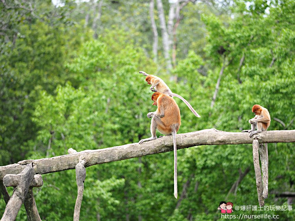 馬來西亞、沙巴｜山打根拉卜灣長鼻猴保育區 Labuk Bay Proboscis Monkey Sanctuary - nurseilife.cc