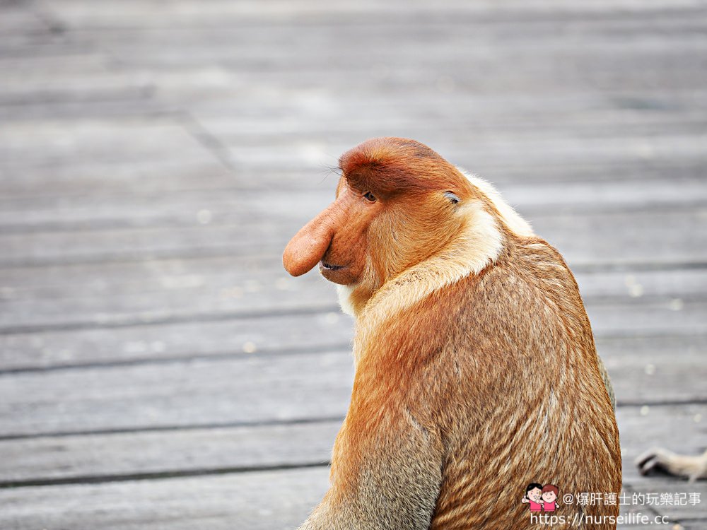 馬來西亞、沙巴｜山打根拉卜灣長鼻猴保育區 Labuk Bay Proboscis Monkey Sanctuary - nurseilife.cc