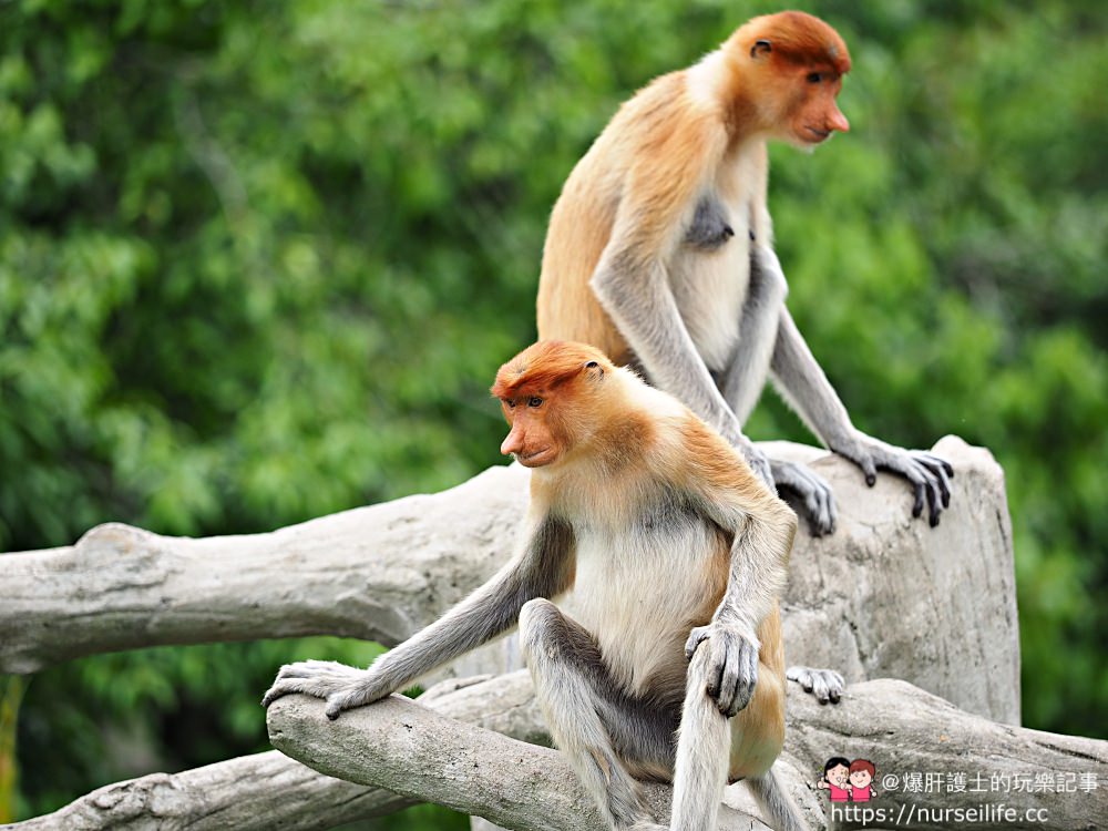 馬來西亞、沙巴｜山打根拉卜灣長鼻猴保育區 Labuk Bay Proboscis Monkey Sanctuary - nurseilife.cc