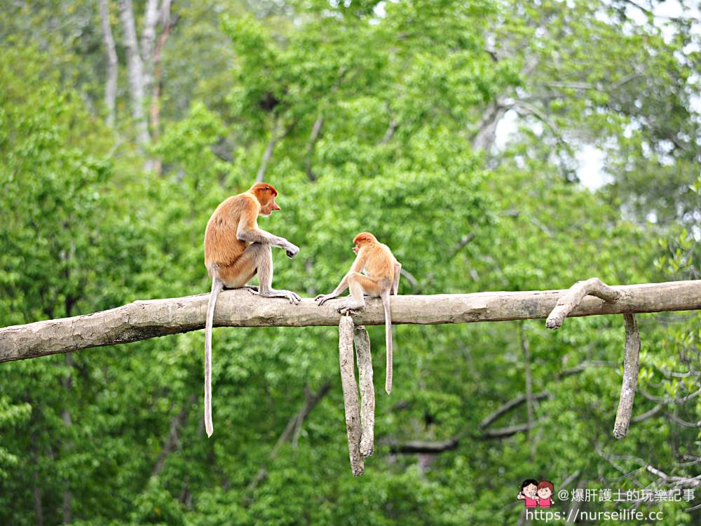 馬來西亞、沙巴｜山打根拉卜灣長鼻猴保育區 Labuk Bay Proboscis Monkey Sanctuary - nurseilife.cc