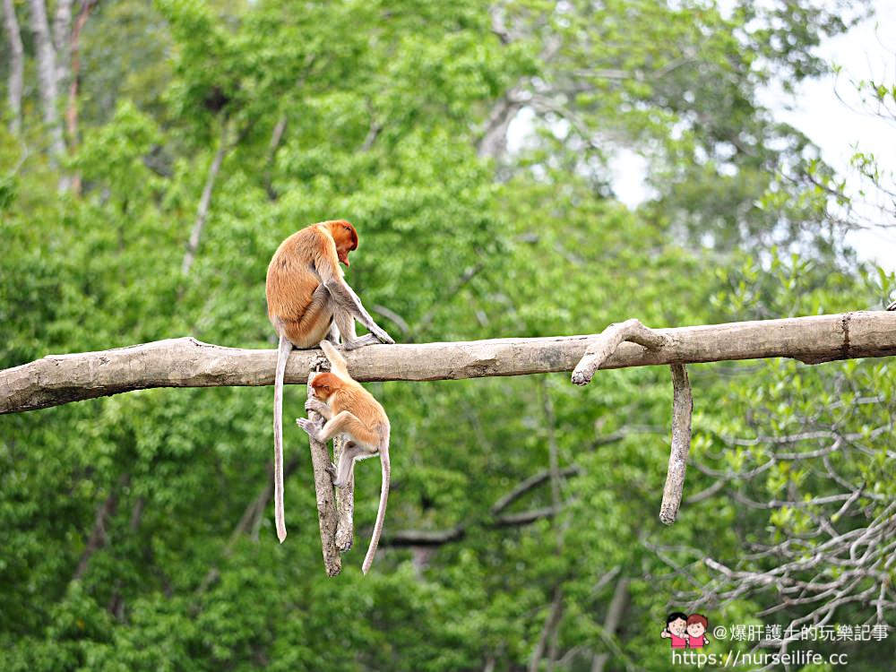 馬來西亞、沙巴｜山打根拉卜灣長鼻猴保育區 Labuk Bay Proboscis Monkey Sanctuary - nurseilife.cc