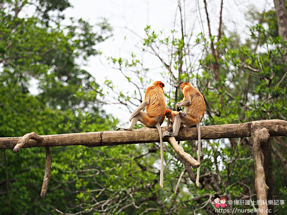 馬來西亞、沙巴｜山打根拉卜灣長鼻猴保育區 Labuk Bay Proboscis Monkey Sanctuary - nurseilife.cc