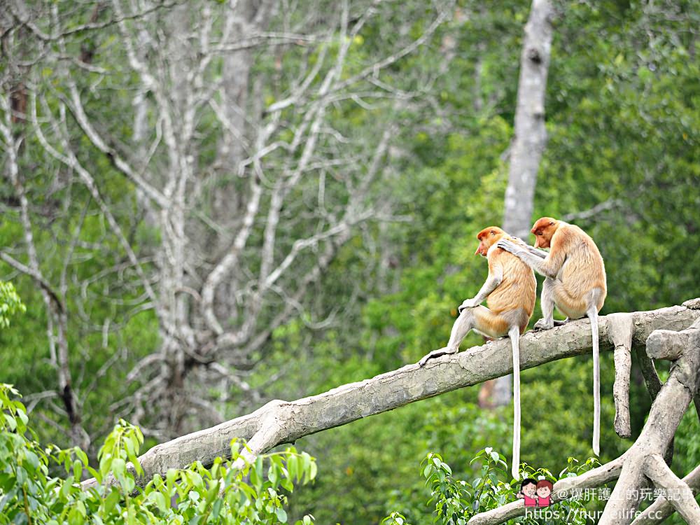 馬來西亞、沙巴｜山打根拉卜灣長鼻猴保育區 Labuk Bay Proboscis Monkey Sanctuary - nurseilife.cc