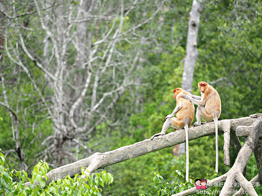 馬來西亞、沙巴｜山打根拉卜灣長鼻猴保育區 Labuk Bay Proboscis Monkey Sanctuary - nurseilife.cc