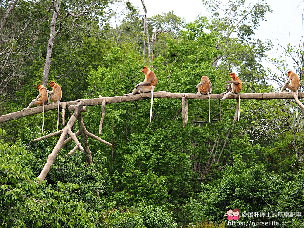 馬來西亞、沙巴｜山打根拉卜灣長鼻猴保育區 Labuk Bay Proboscis Monkey Sanctuary - nurseilife.cc