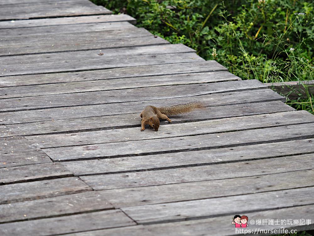 馬來西亞、沙巴｜山打根拉卜灣長鼻猴保育區 Labuk Bay Proboscis Monkey Sanctuary - nurseilife.cc