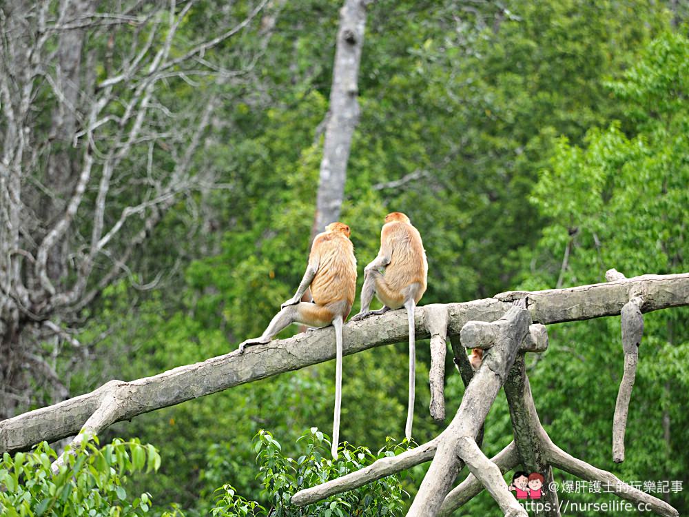 馬來西亞、沙巴｜山打根拉卜灣長鼻猴保育區 Labuk Bay Proboscis Monkey Sanctuary - nurseilife.cc