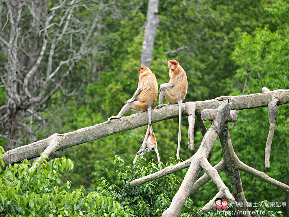 馬來西亞、沙巴｜山打根拉卜灣長鼻猴保育區 Labuk Bay Proboscis Monkey Sanctuary - nurseilife.cc