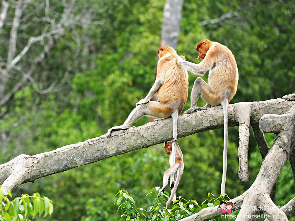 馬來西亞、沙巴｜山打根拉卜灣長鼻猴保育區 Labuk Bay Proboscis Monkey Sanctuary - nurseilife.cc