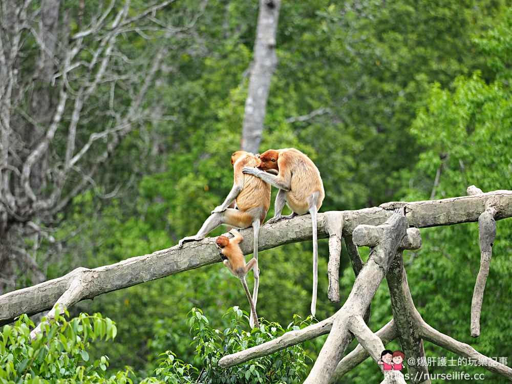 馬來西亞、沙巴｜山打根拉卜灣長鼻猴保育區 Labuk Bay Proboscis Monkey Sanctuary - nurseilife.cc