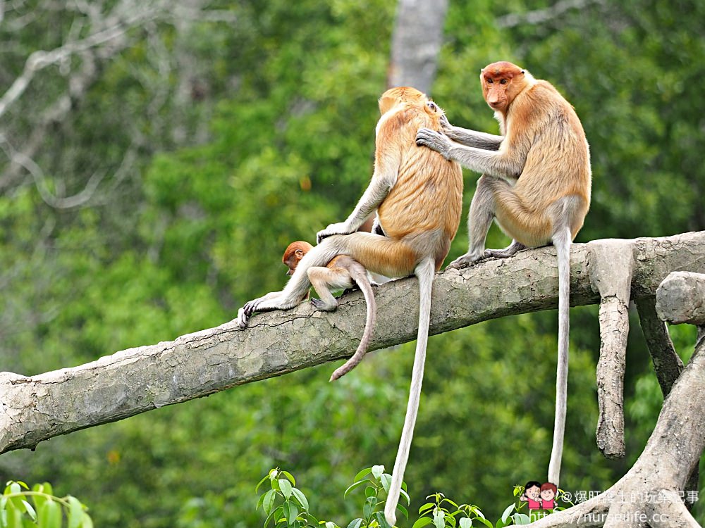 馬來西亞、沙巴｜山打根拉卜灣長鼻猴保育區 Labuk Bay Proboscis Monkey Sanctuary - nurseilife.cc