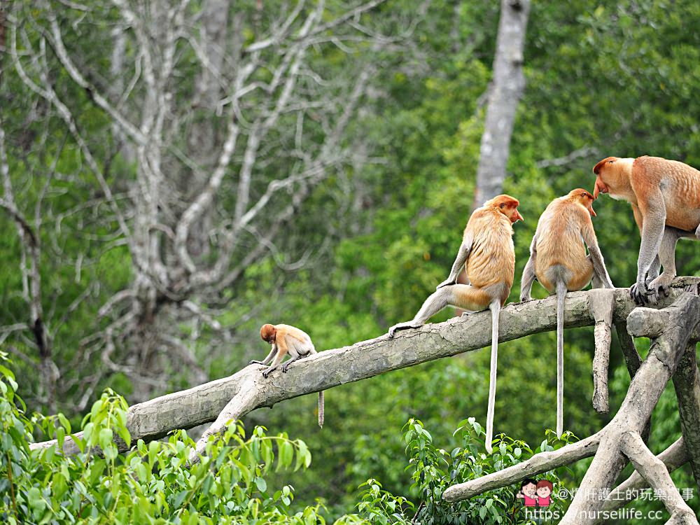 馬來西亞、沙巴｜山打根拉卜灣長鼻猴保育區 Labuk Bay Proboscis Monkey Sanctuary - nurseilife.cc