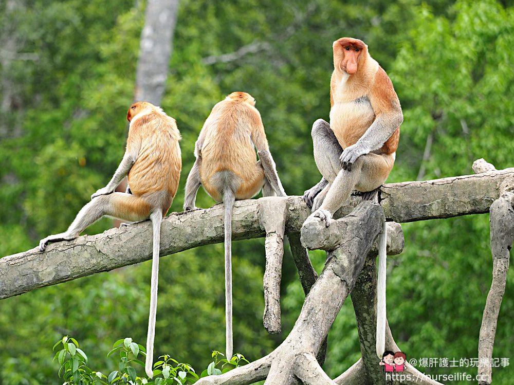 馬來西亞、沙巴｜山打根拉卜灣長鼻猴保育區 Labuk Bay Proboscis Monkey Sanctuary - nurseilife.cc