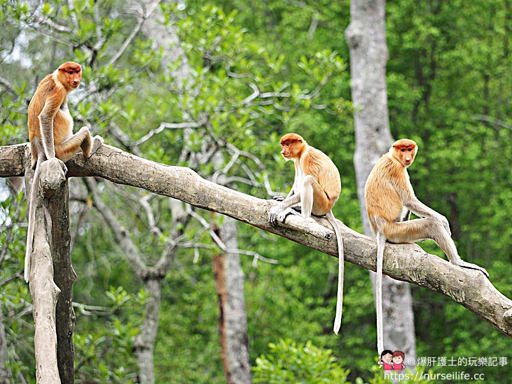 馬來西亞、沙巴｜山打根拉卜灣長鼻猴保育區 Labuk Bay Proboscis Monkey Sanctuary - nurseilife.cc