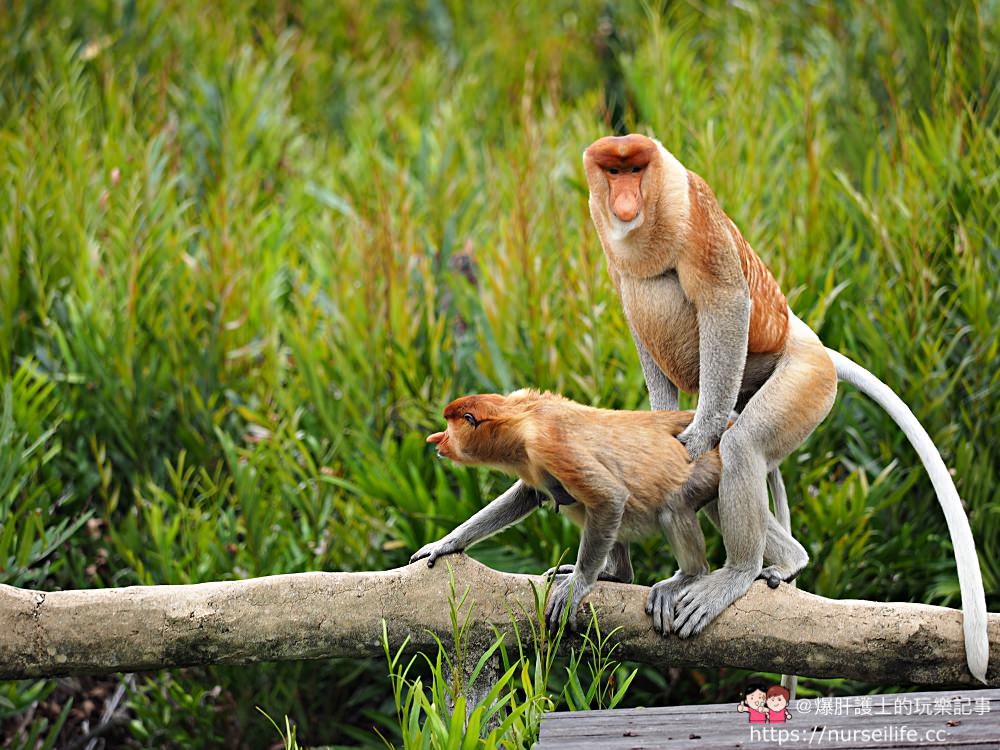 馬來西亞、沙巴｜山打根拉卜灣長鼻猴保育區 Labuk Bay Proboscis Monkey Sanctuary - nurseilife.cc