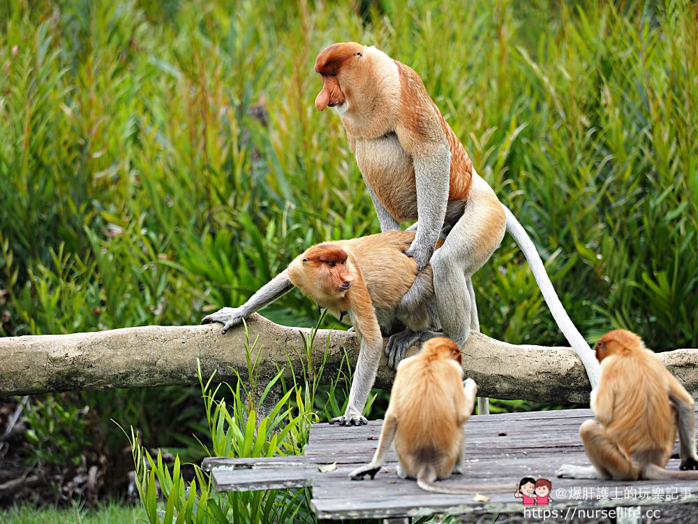 馬來西亞、沙巴｜山打根拉卜灣長鼻猴保育區 Labuk Bay Proboscis Monkey Sanctuary - nurseilife.cc