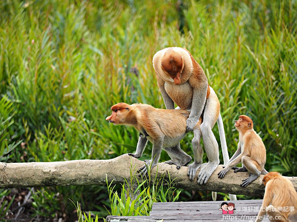 馬來西亞、沙巴｜山打根拉卜灣長鼻猴保育區 Labuk Bay Proboscis Monkey Sanctuary - nurseilife.cc