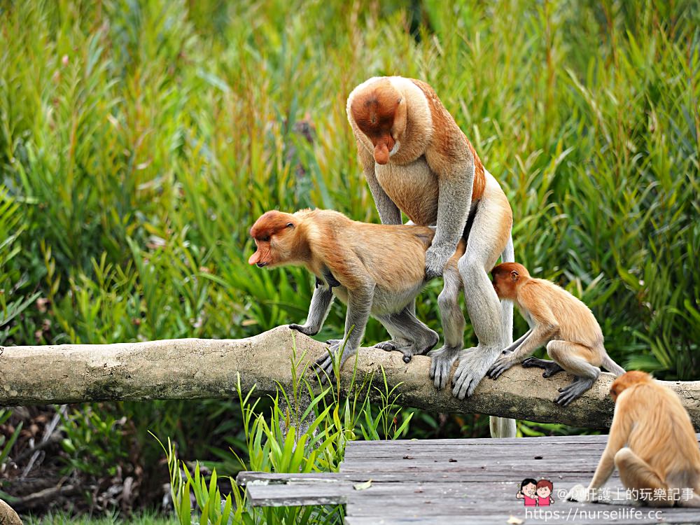 馬來西亞、沙巴｜山打根拉卜灣長鼻猴保育區 Labuk Bay Proboscis Monkey Sanctuary - nurseilife.cc