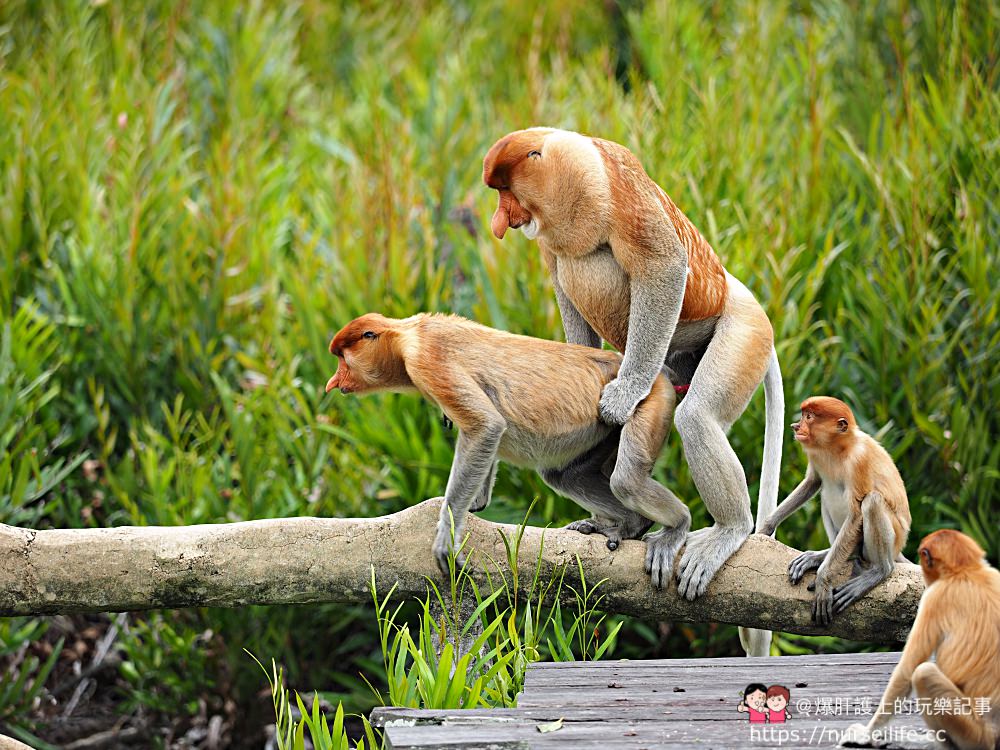 馬來西亞、沙巴｜山打根拉卜灣長鼻猴保育區 Labuk Bay Proboscis Monkey Sanctuary - nurseilife.cc