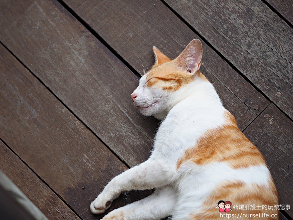 馬來西亞、沙巴｜山打根拉卜灣長鼻猴保育區 Labuk Bay Proboscis Monkey Sanctuary - nurseilife.cc