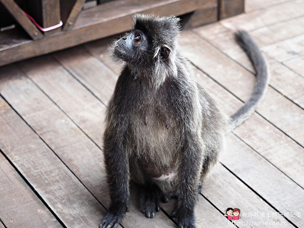 馬來西亞、沙巴｜山打根拉卜灣長鼻猴保育區 Labuk Bay Proboscis Monkey Sanctuary - nurseilife.cc