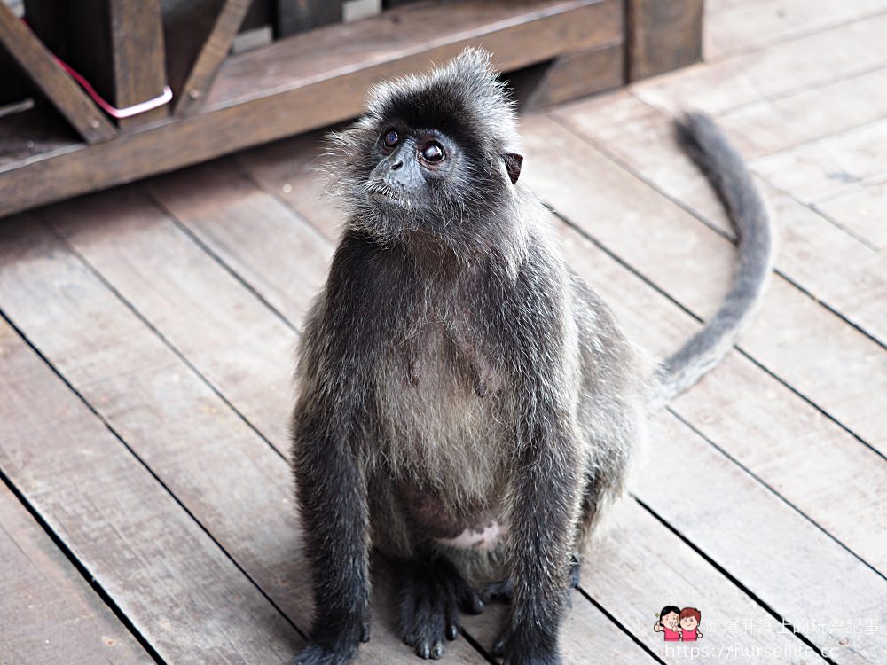 馬來西亞、沙巴｜山打根拉卜灣長鼻猴保育區 Labuk Bay Proboscis Monkey Sanctuary - nurseilife.cc