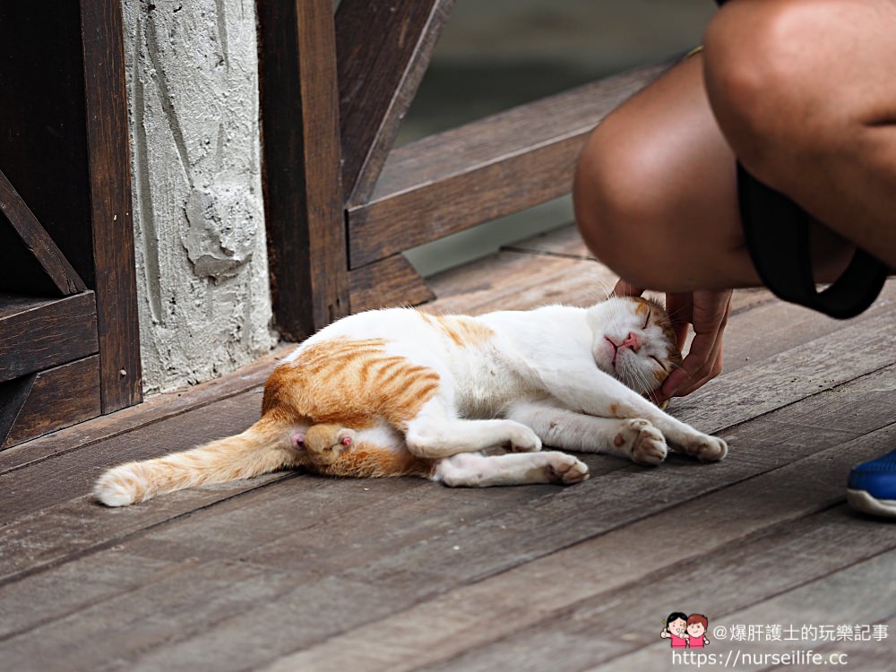 馬來西亞、沙巴｜山打根拉卜灣長鼻猴保育區 Labuk Bay Proboscis Monkey Sanctuary - nurseilife.cc