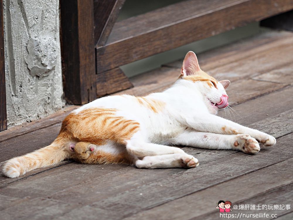 馬來西亞、沙巴｜山打根拉卜灣長鼻猴保育區 Labuk Bay Proboscis Monkey Sanctuary - nurseilife.cc