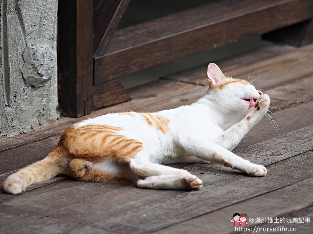 馬來西亞、沙巴｜山打根拉卜灣長鼻猴保育區 Labuk Bay Proboscis Monkey Sanctuary - nurseilife.cc