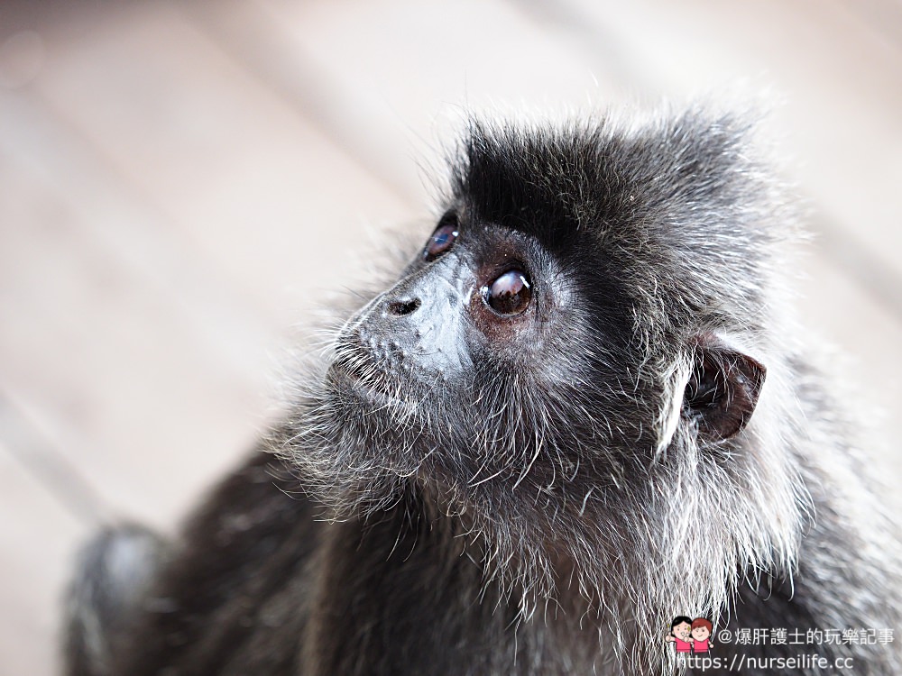 馬來西亞、沙巴｜山打根拉卜灣長鼻猴保育區 Labuk Bay Proboscis Monkey Sanctuary - nurseilife.cc