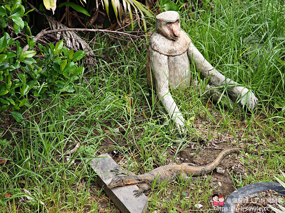 馬來西亞、沙巴｜山打根拉卜灣長鼻猴保育區 Labuk Bay Proboscis Monkey Sanctuary - nurseilife.cc