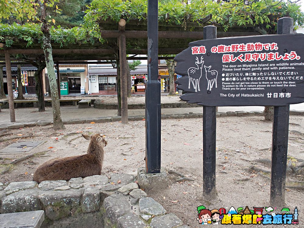 日本、廣島｜宮島嚴島神社–暢遊日本三大景與世界文化遺產之美 - nurseilife.cc