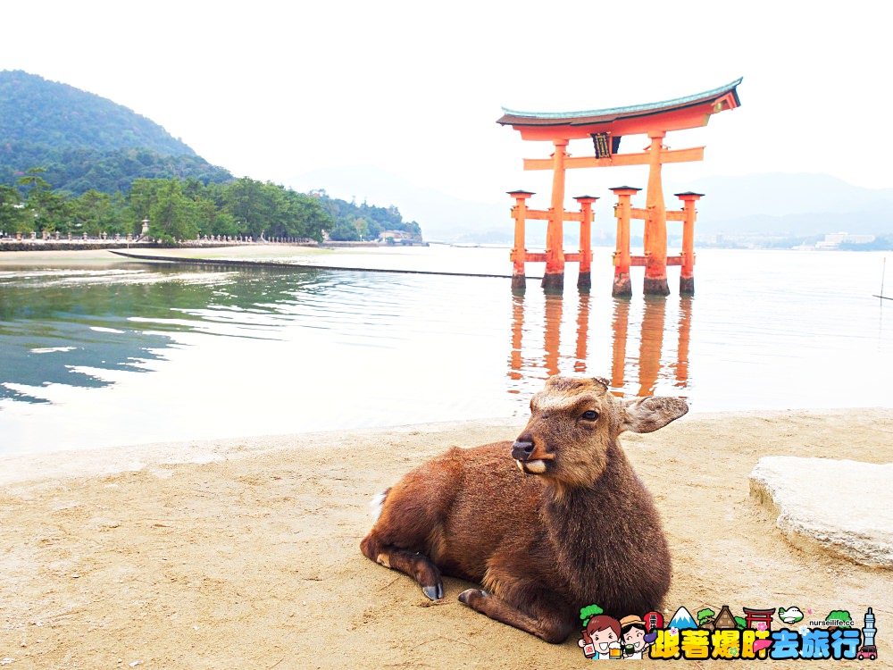 日本、廣島｜宮島嚴島神社–暢遊日本三大景與世界文化遺產之美 - nurseilife.cc